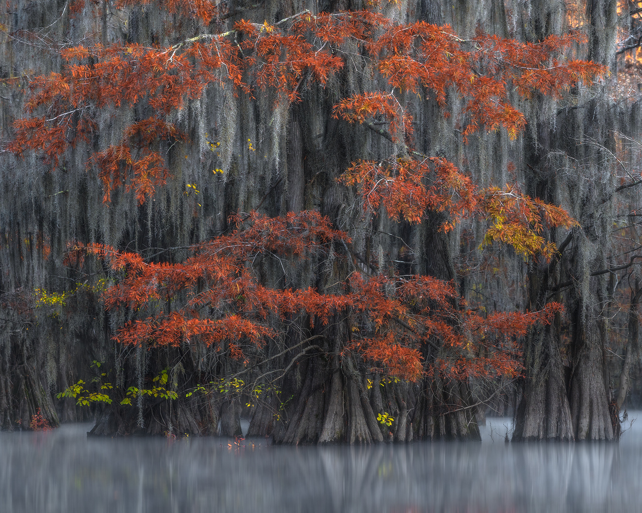 swamp, bayou, mist, fog, moody