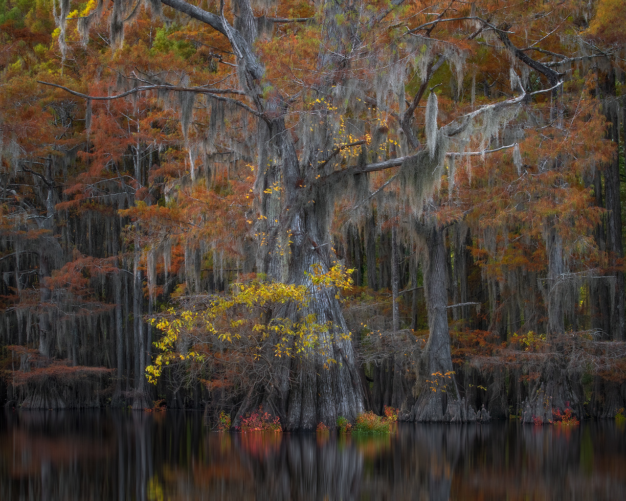 swamp, bayou, mist, fog, moody