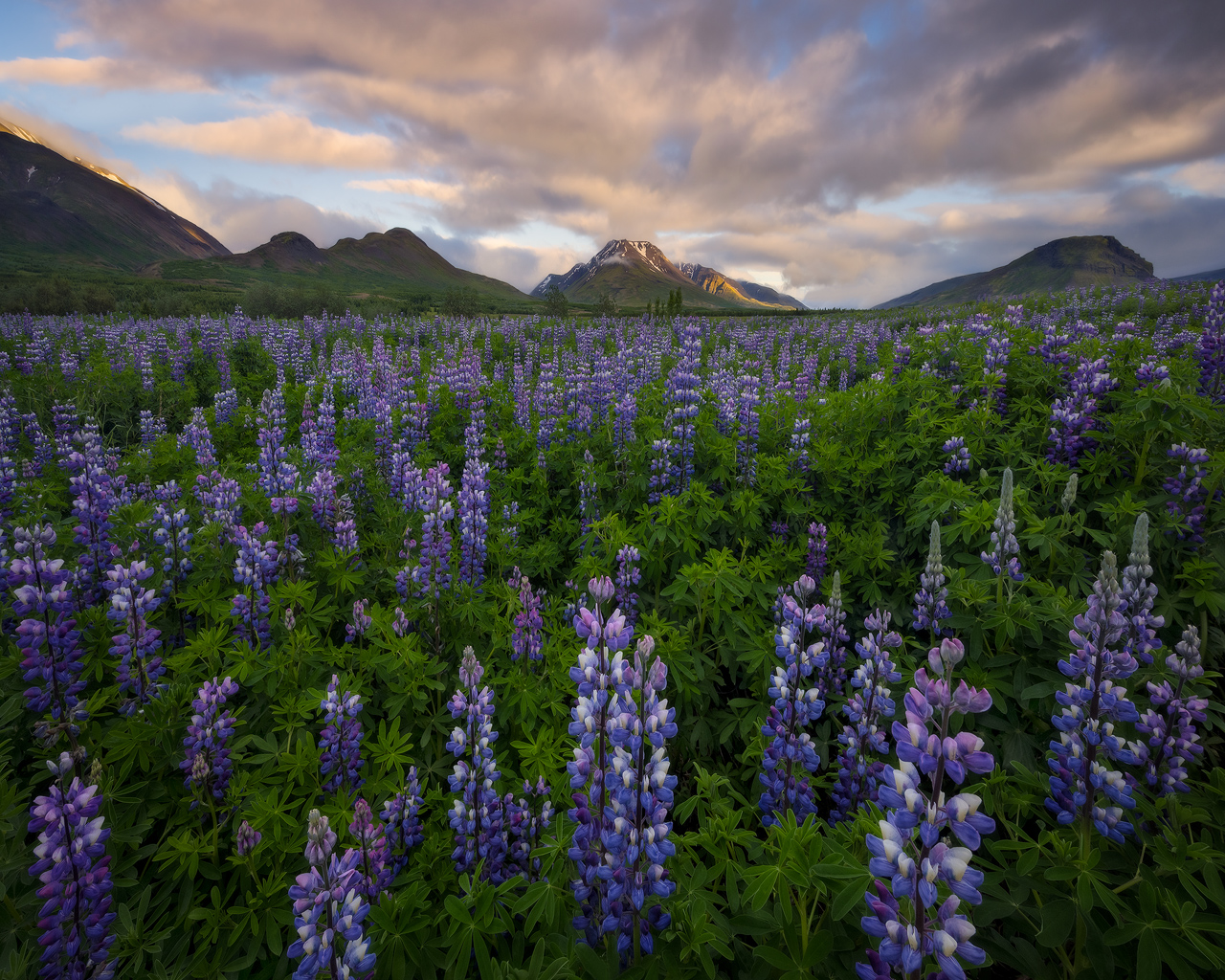 iceland, drama, flowers, lupine