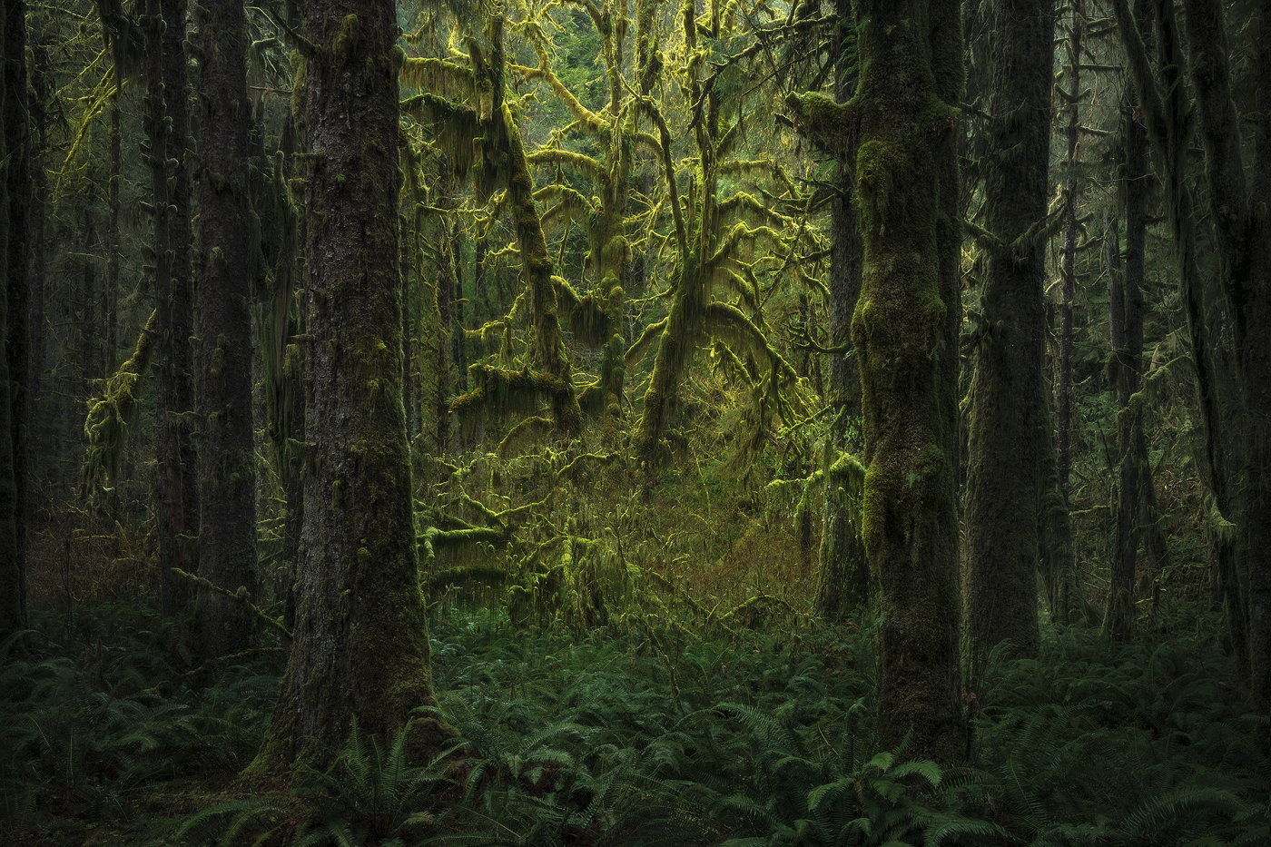 green, landscape, spring, Hoh Rainforest, Washington
