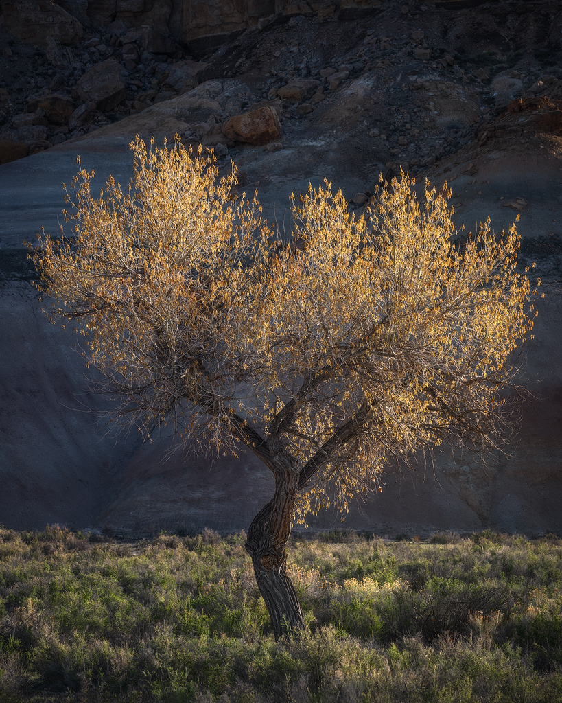 cottonwood, lone cottonwood, trees, badlands, Utah