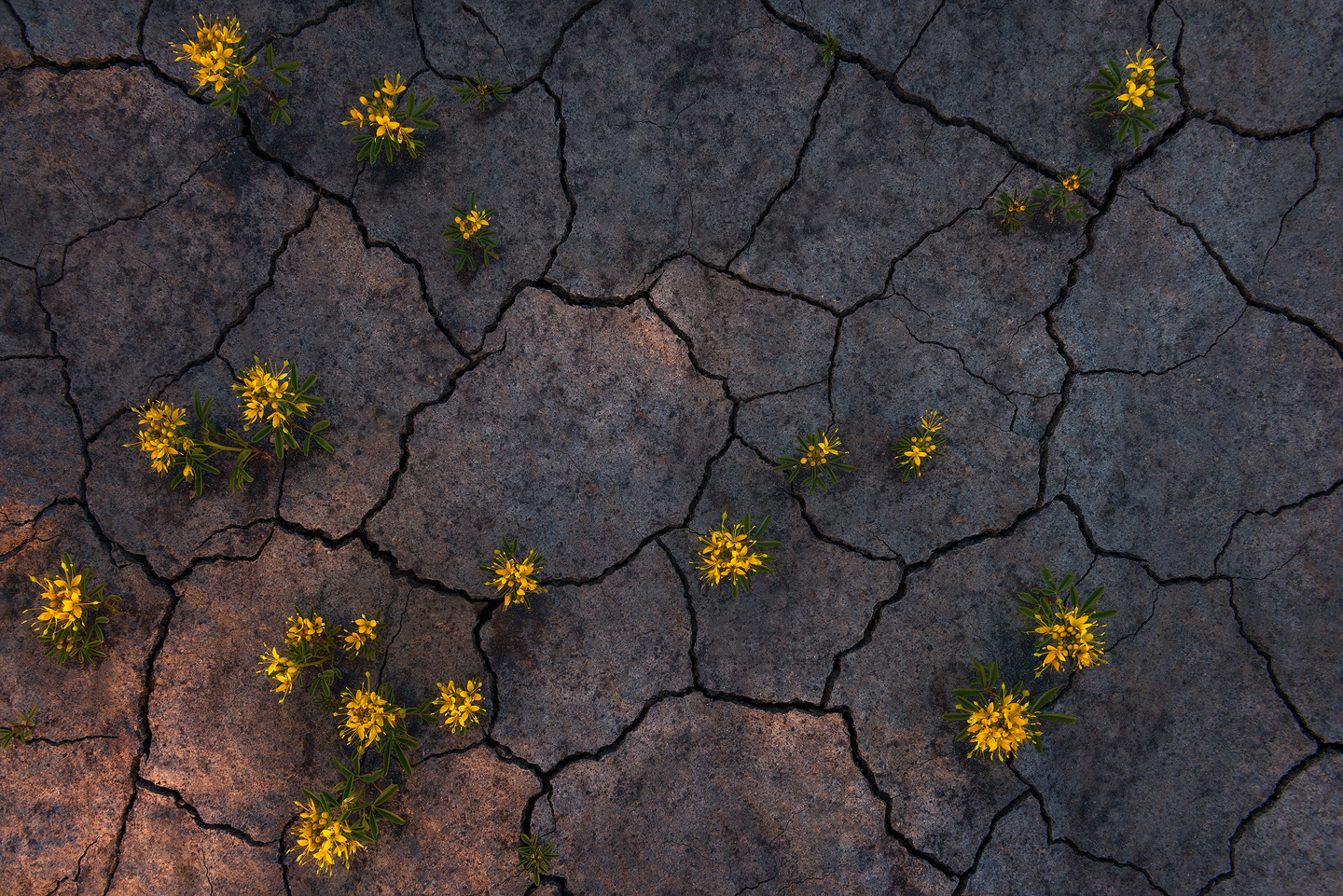Flowers With Light 