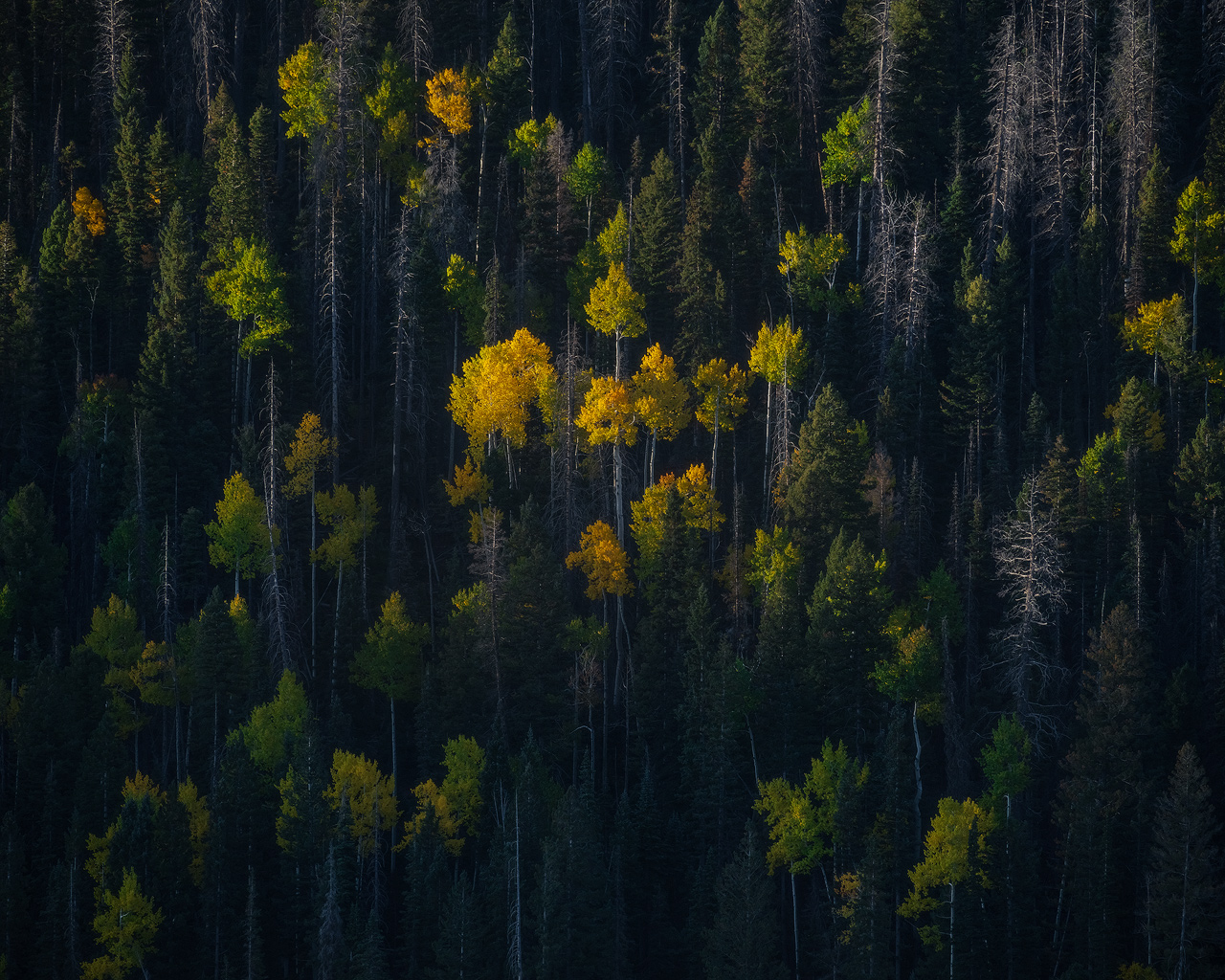 forest, trees, Utah, fall color, fall, autumn