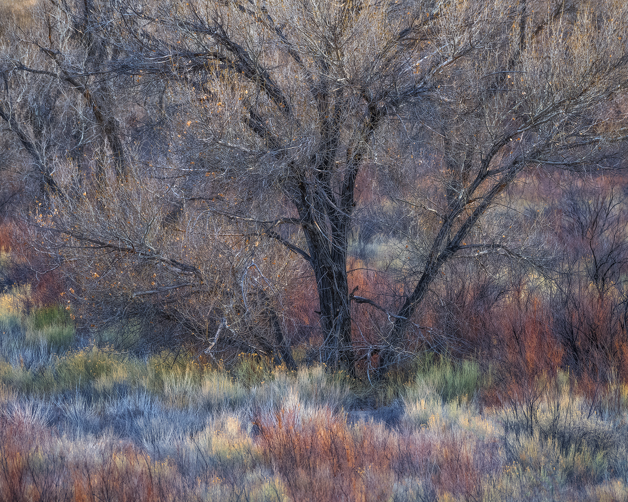 Capitol Reef, Capitol Reef National Park, Utah, cottonwood, brush