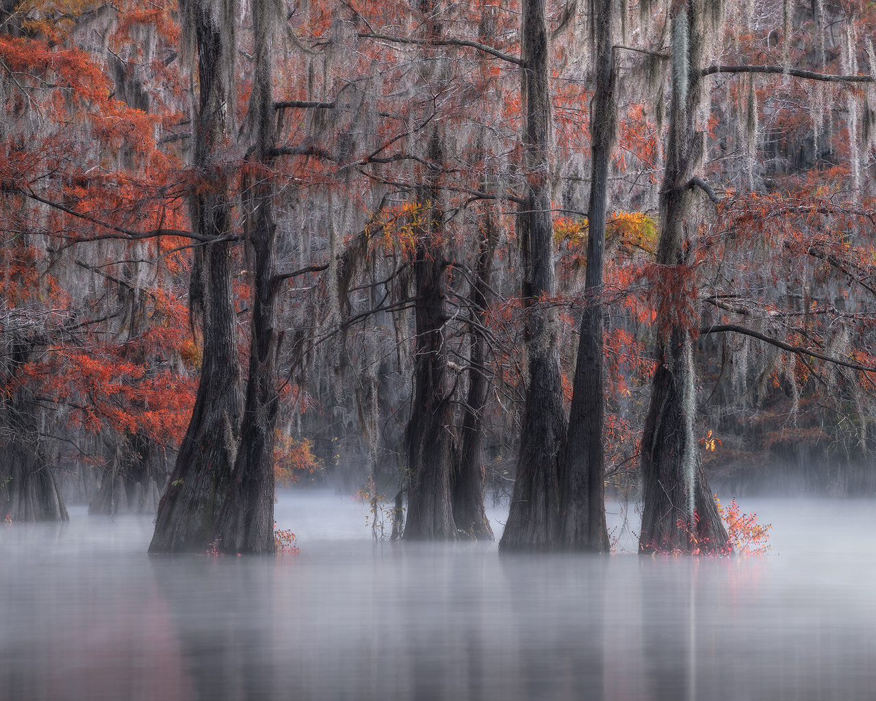 swamp, bayou, mist, fog, moody