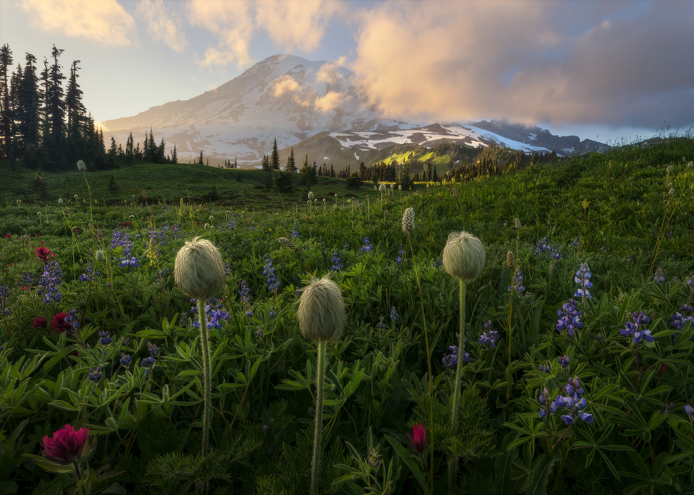 mountains, Mount Rainier National Park, national park, summer, wildflowers