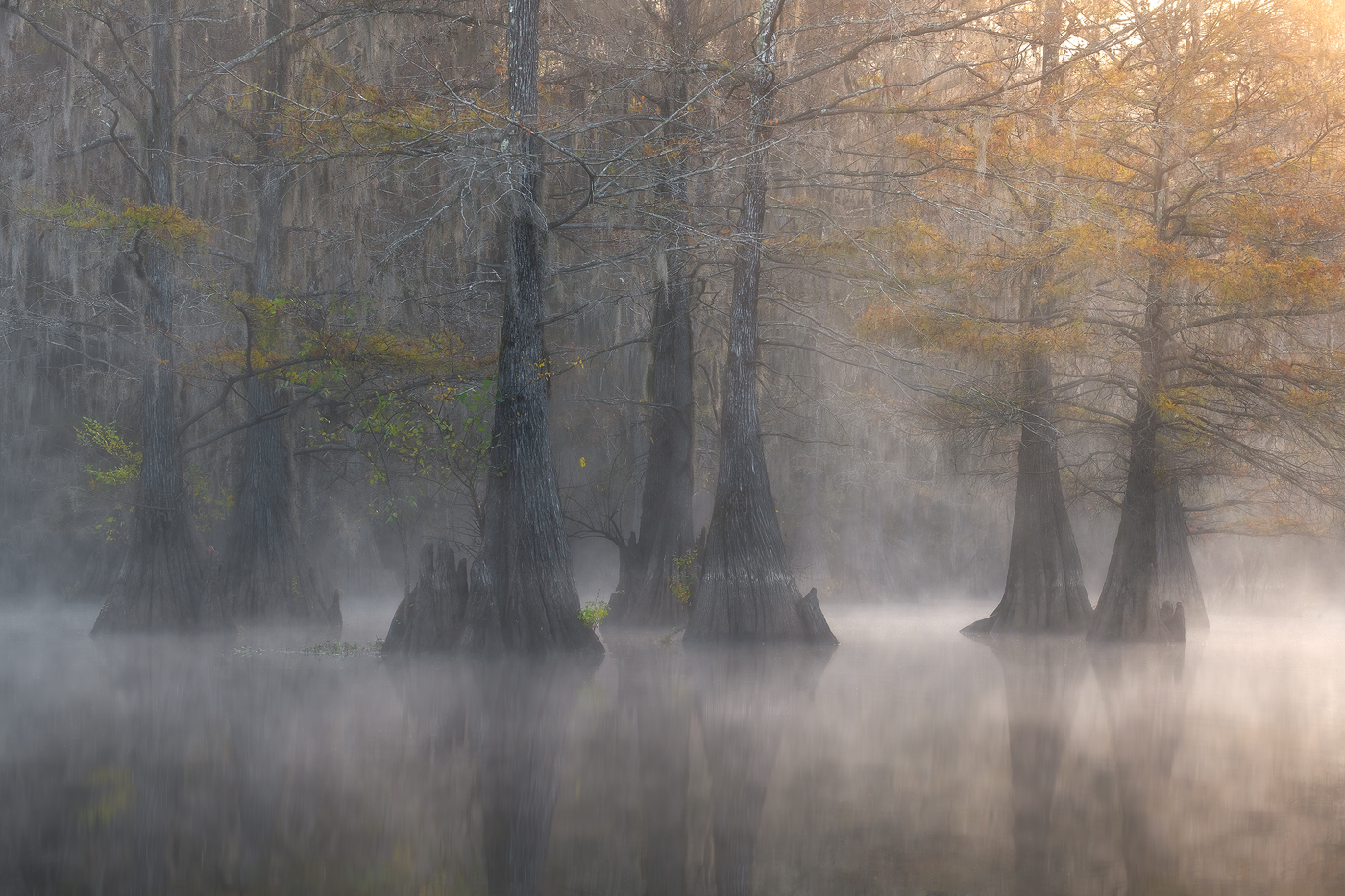 swamp, bayou, mist, fog, moody