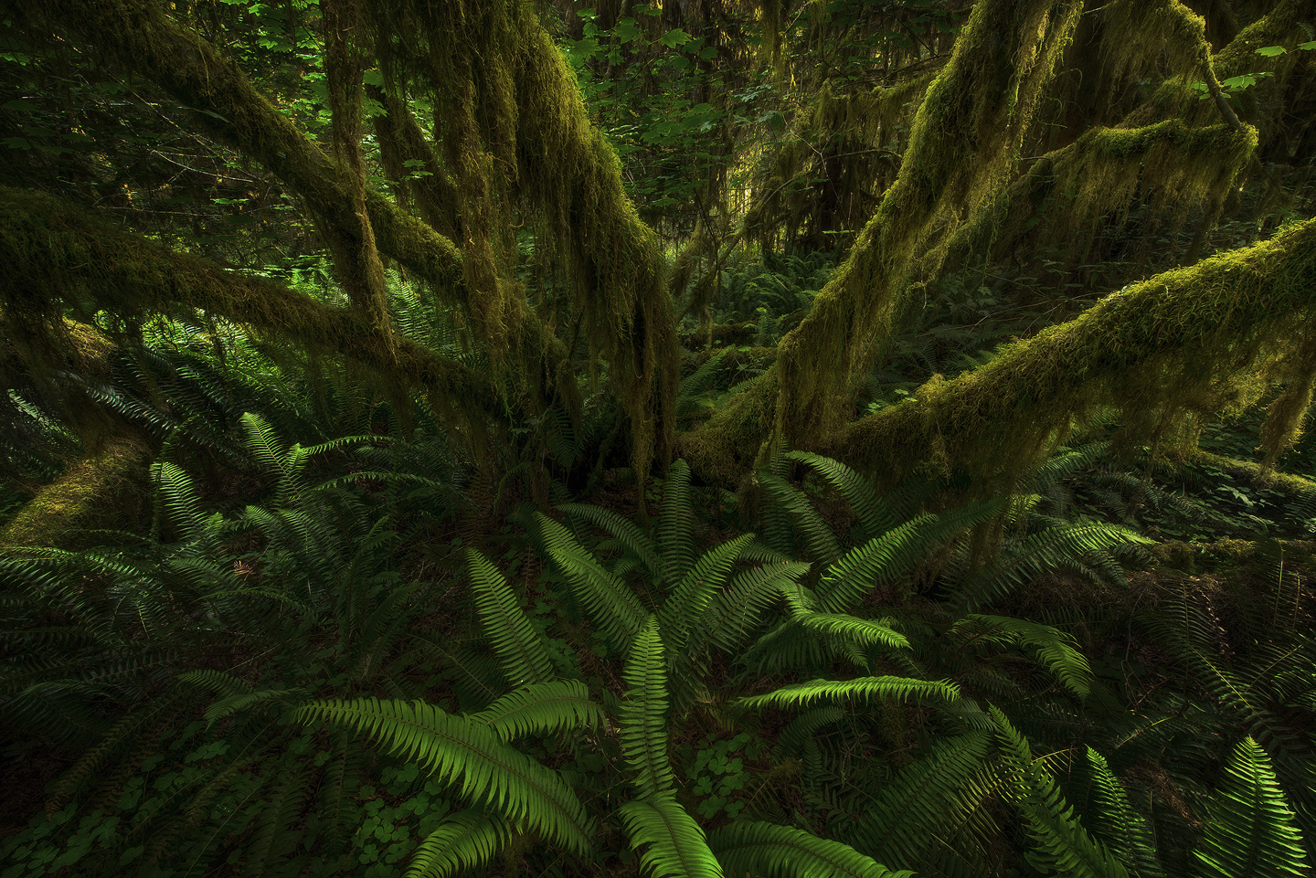 green, landscape, spring, Olympic National Park, Washington