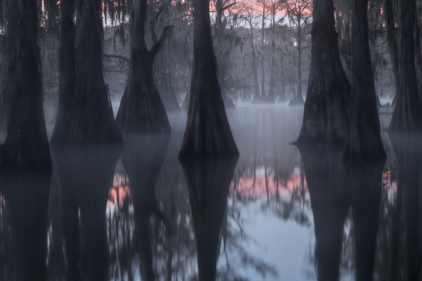 swamp, bayou, mist, fog, moody