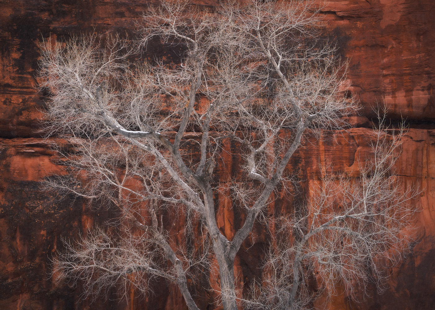 Zion, Zion National Park, Utah, cottonwood, sandstone, red wall, winter, canyon