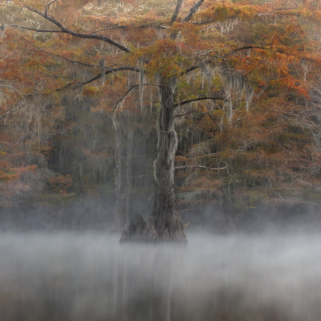 swamp, bayou, mist, fog, moody