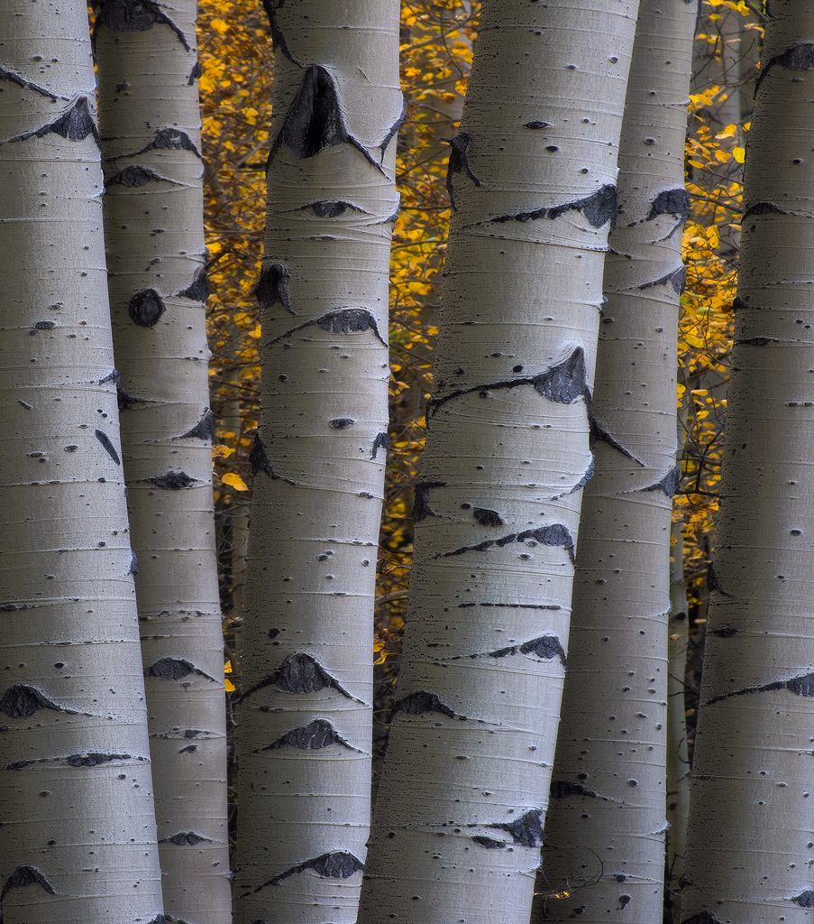 Colorado, fall colors, aspen, aspen trees, autumn