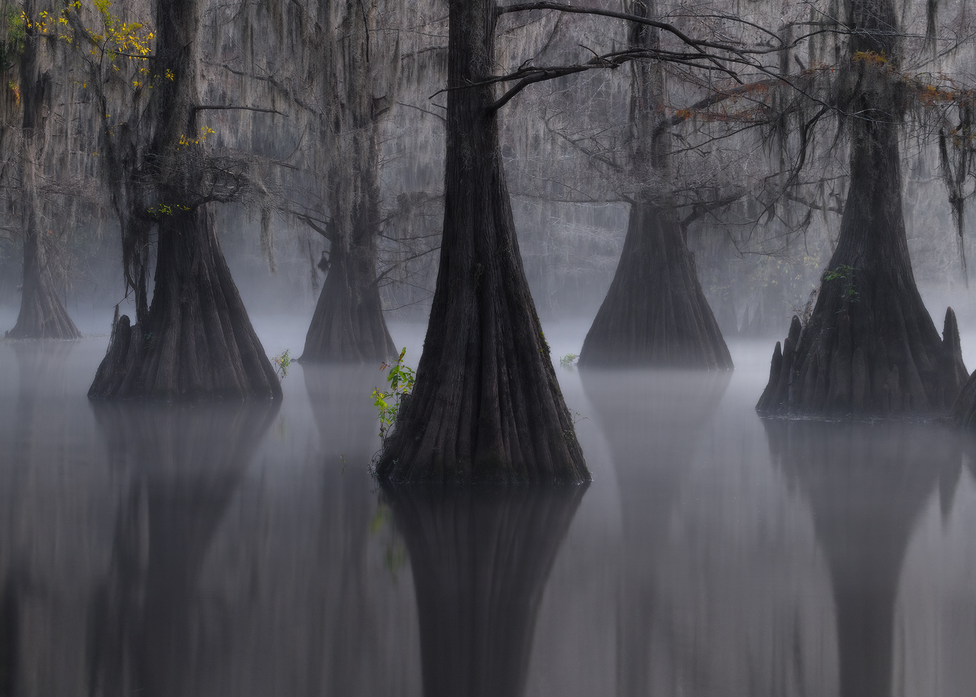 swamp, bayou, mist, fog, moody