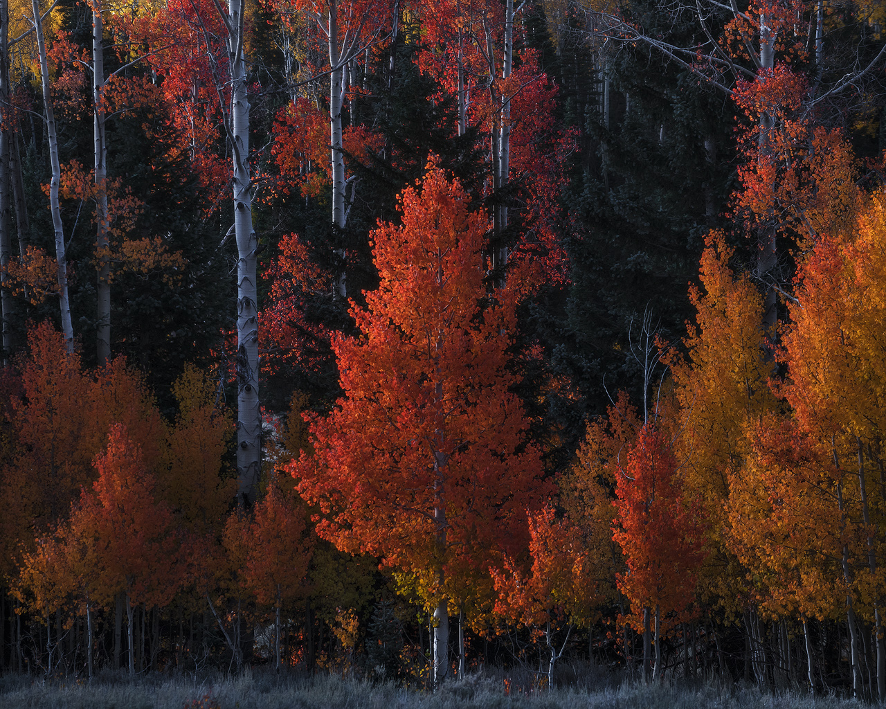 forest, trees, Utah, fall color, fall, autumn
