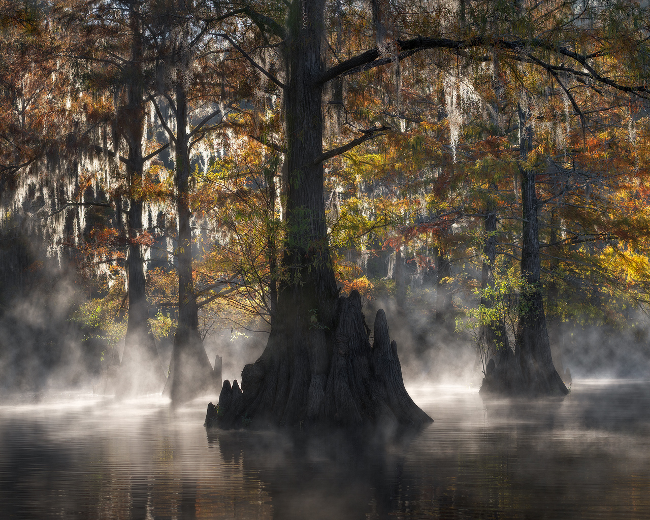 swamp, bayou, mist, fog, moody