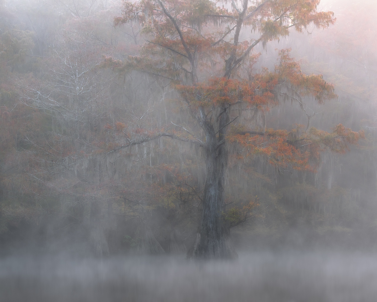 swamp, bayou, mist, fog, moody
